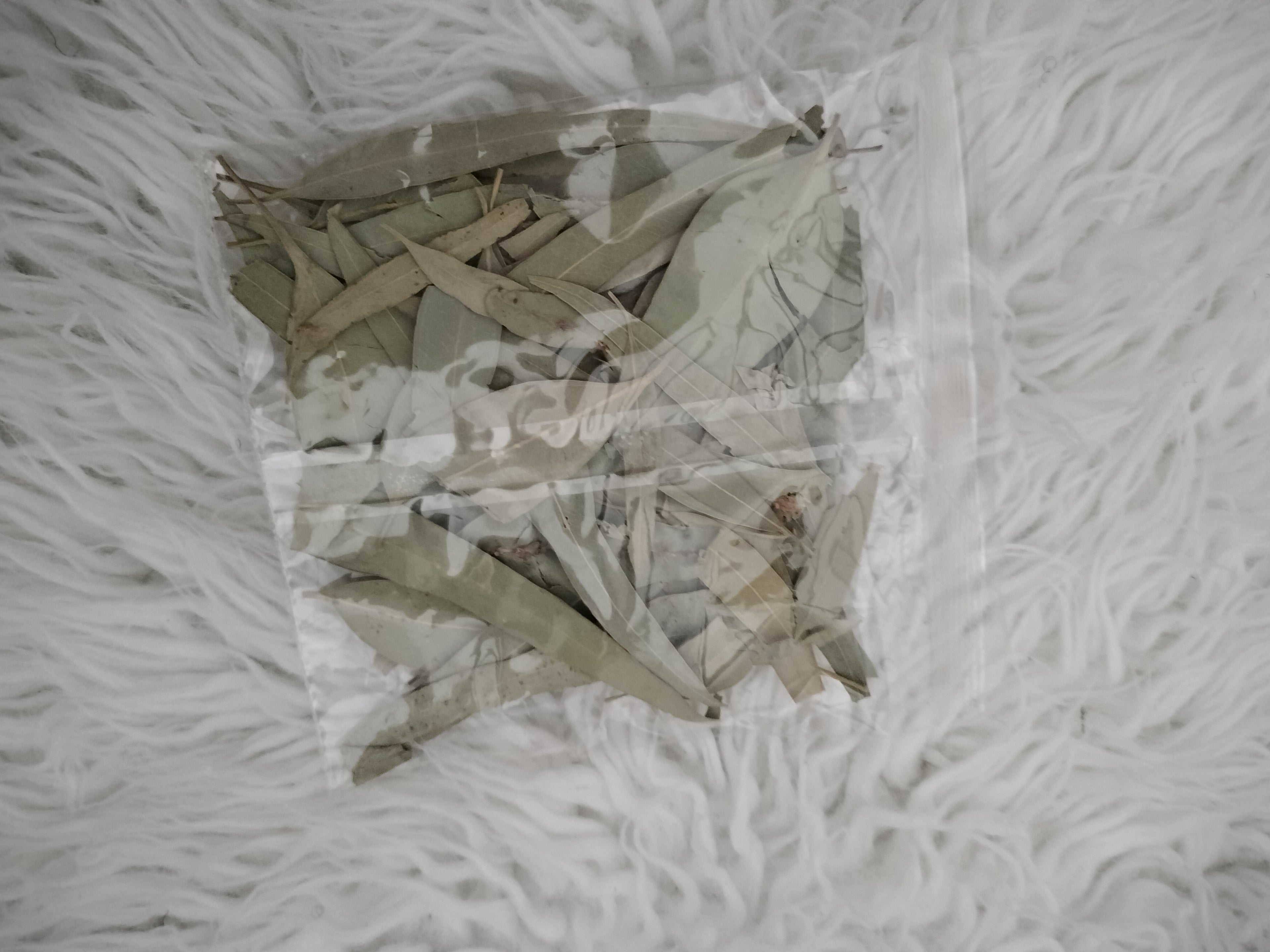 dried eucalyptus leaves