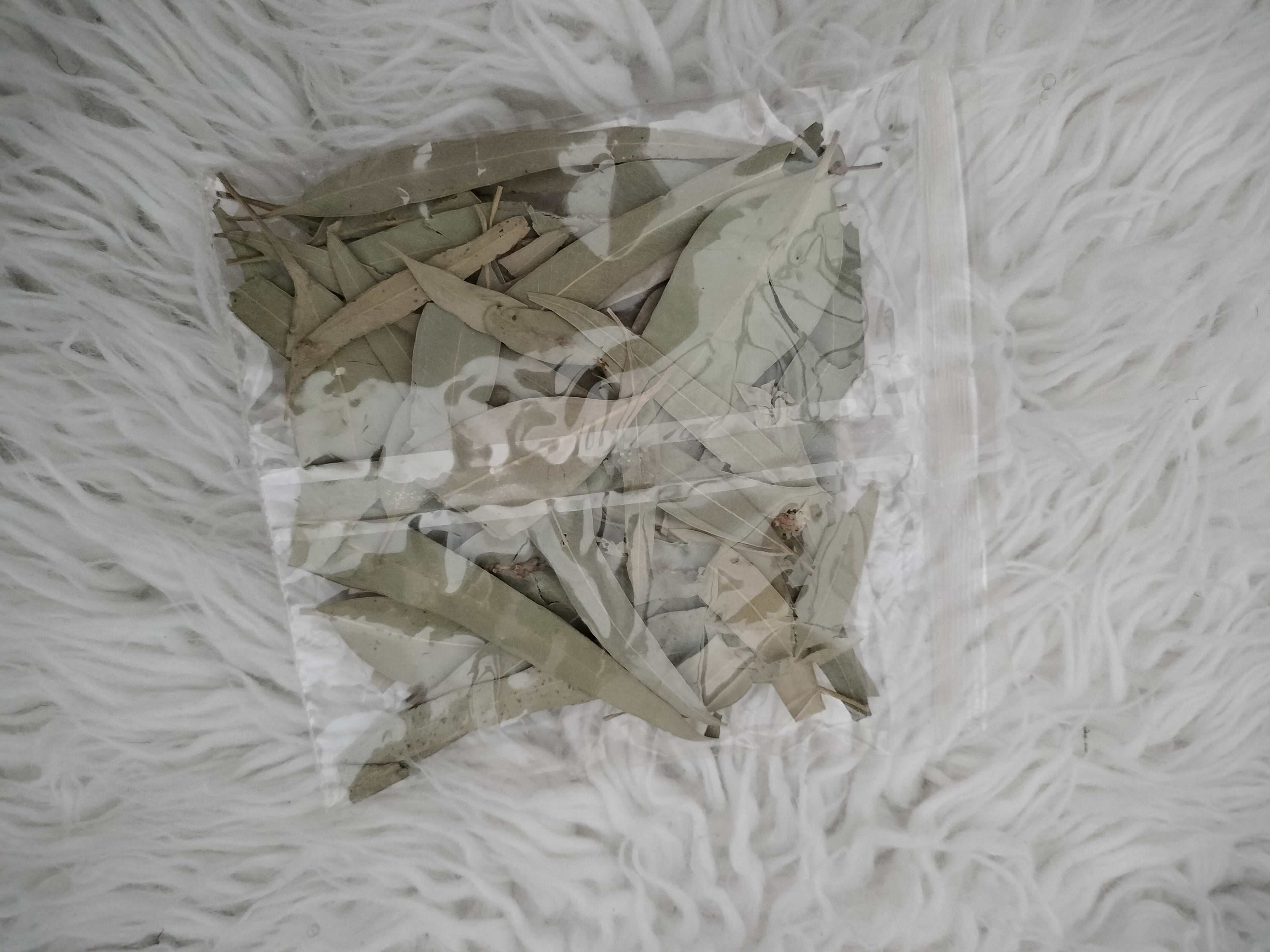 dried eucalyptus leaves