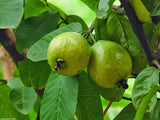 dried guava leaves 30 Ct