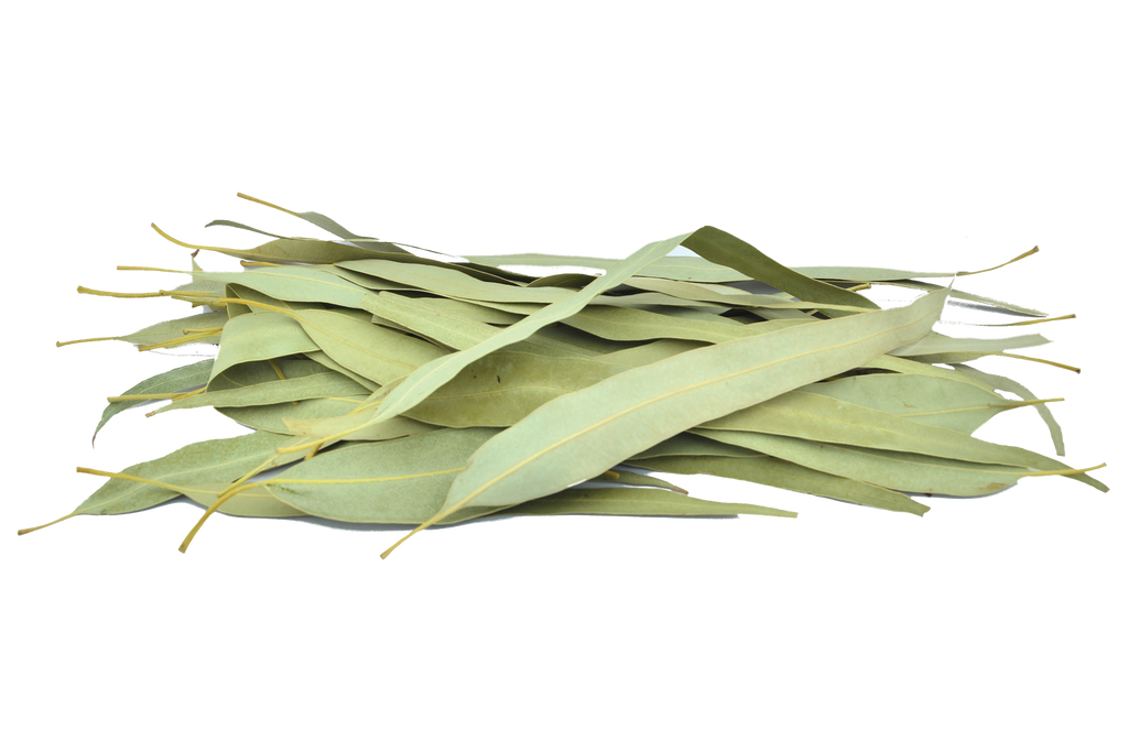 dried eucalyptus leaves