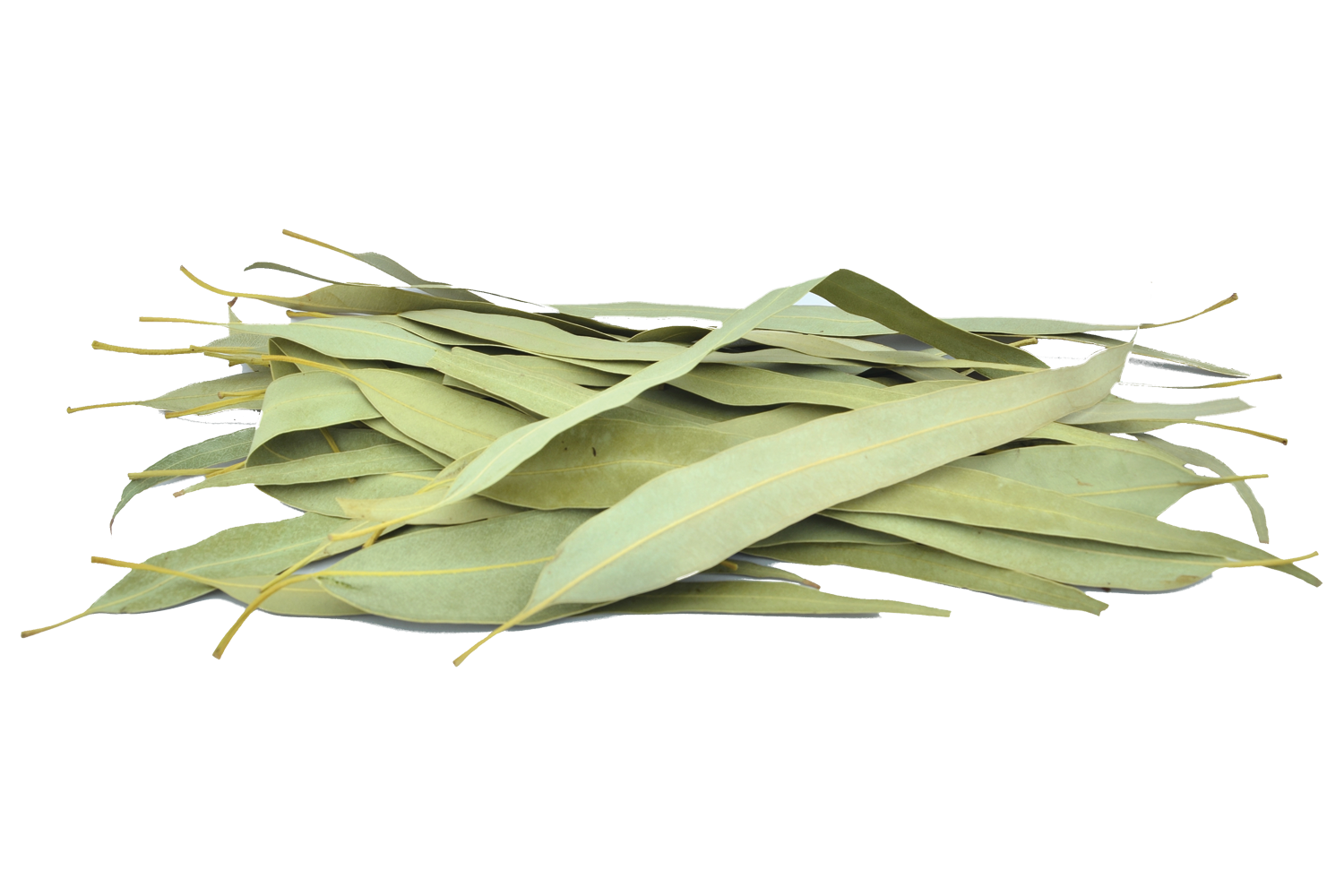 dried eucalyptus leaves
