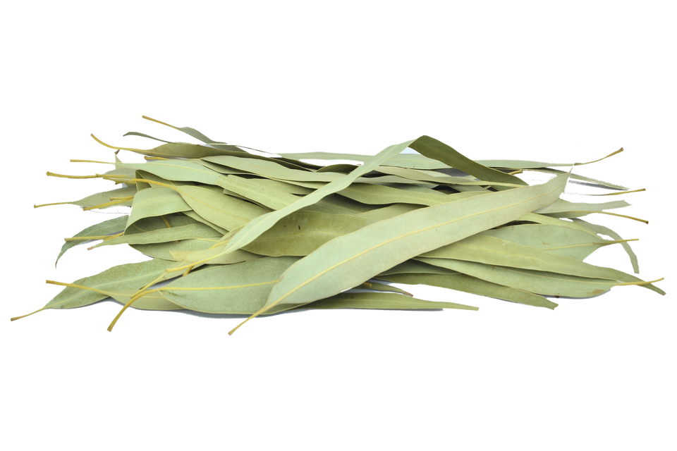 dried eucalyptus leaves