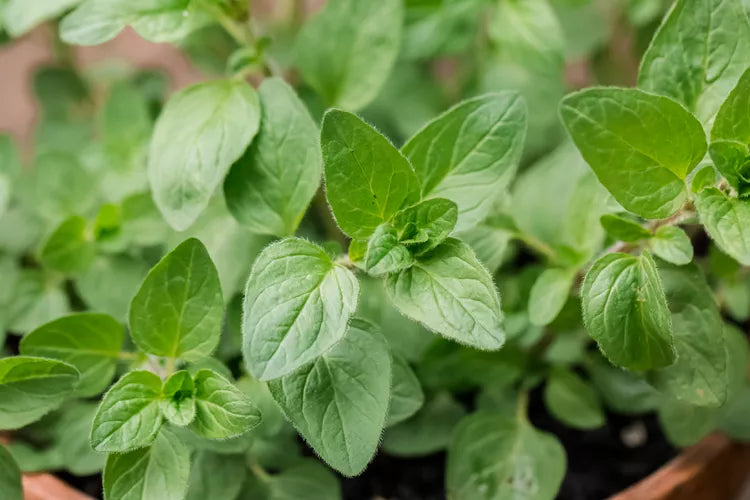 dried oregano leaves