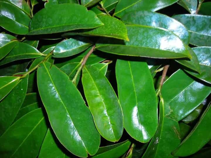 dried soursop leaves